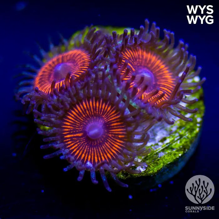 Sunnyside Corals Picture 9