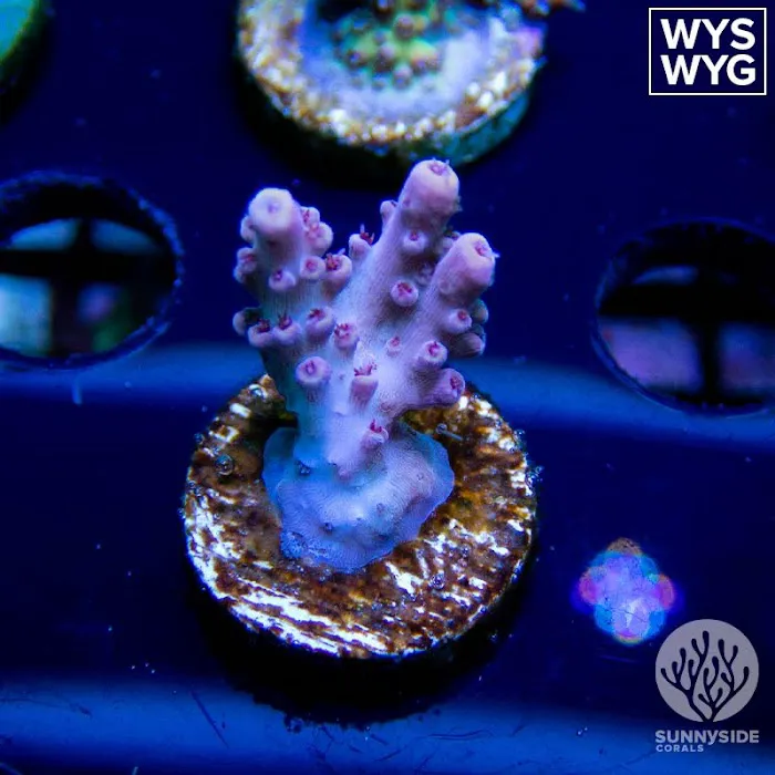 Sunnyside Corals Picture 8