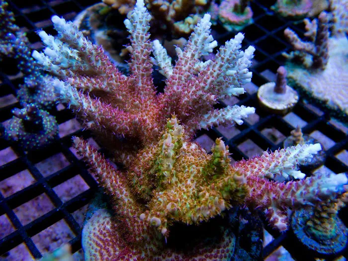 Sunnyside Corals Picture 10