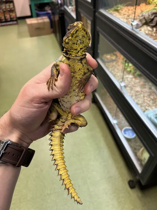 Scales Exotic Reptiles Pet Shop Picture 1