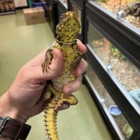 Scales Exotic Reptiles Pet Shop ico