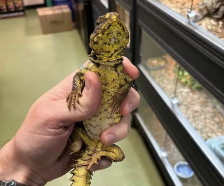 Scales Exotic Reptiles Pet Shop