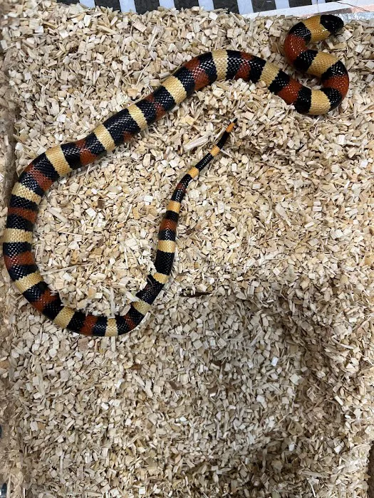 Scales Exotic Reptiles Pet Shop Picture 7