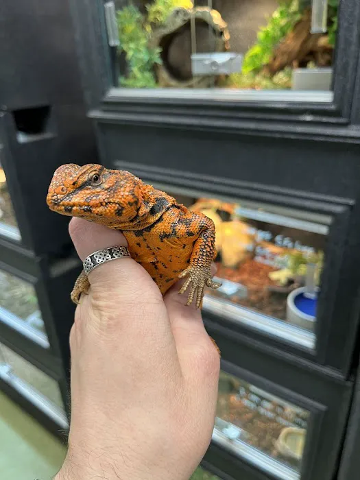 Scales Exotic Reptiles Pet Shop Picture 5
