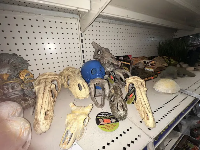Scales Exotic Reptiles Pet Shop Picture 4