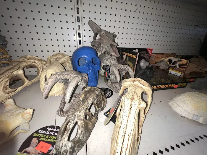 Scales Exotic Reptiles Pet Shop Picture 10