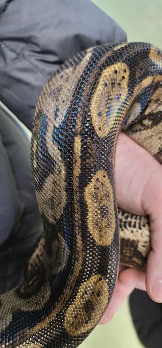 Scales Exotic Reptiles Pet Shop Picture 9