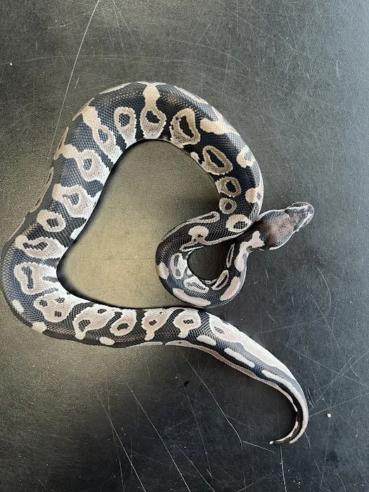 Scales Exotic Reptiles Pet Shop Picture 8