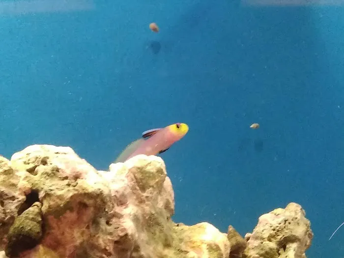 The Fish Tank Picture 6