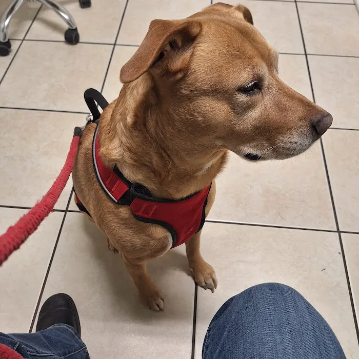 Riverside Veterinary Care and Dental Services Picture 3