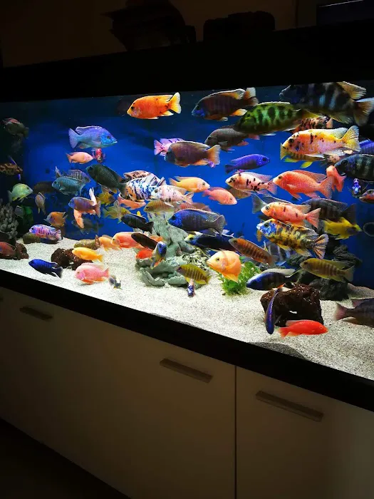 Live Fish Direct Picture 3