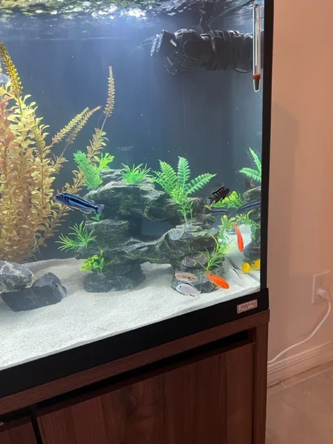 Live Fish Direct Picture 6