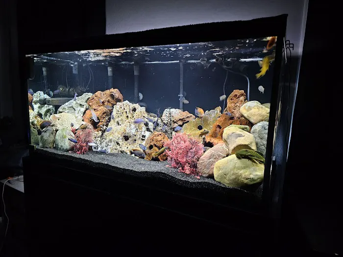 Live Fish Direct Picture 1