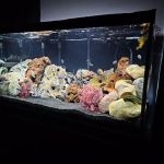Live Fish Direct