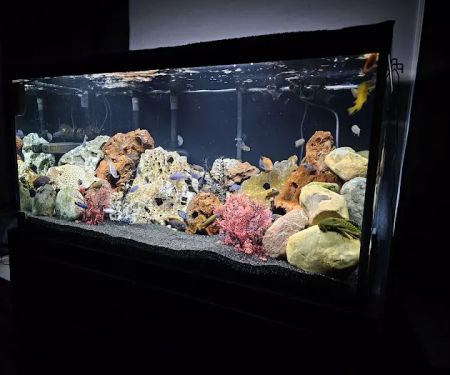 Live Fish Direct