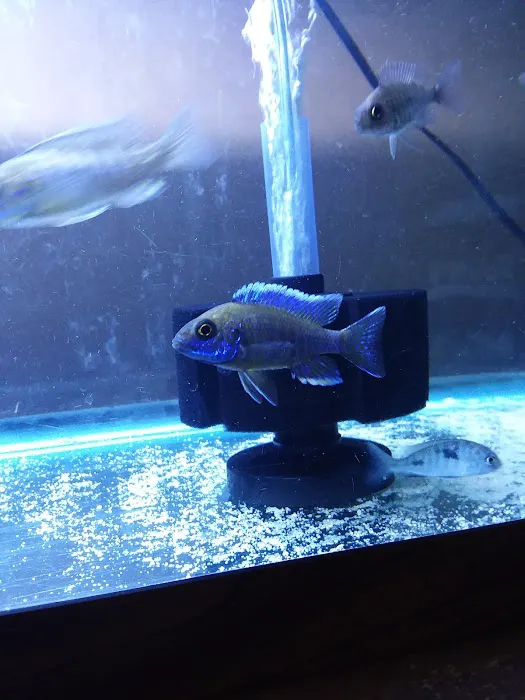 Live Fish Direct Picture 2