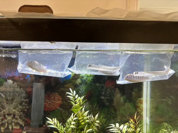 Live Fish Direct Picture 8