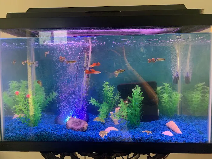 Live Fish Direct Picture 9