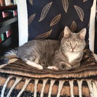 All Points Animal Care ico