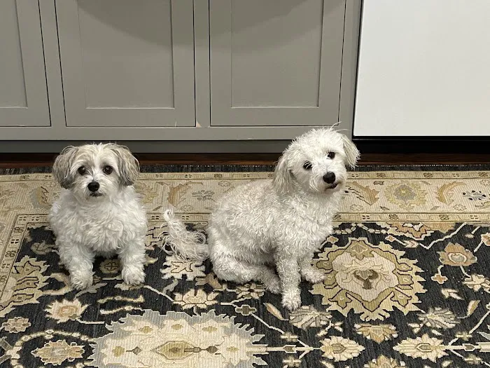 All Points Animal Care Picture 2