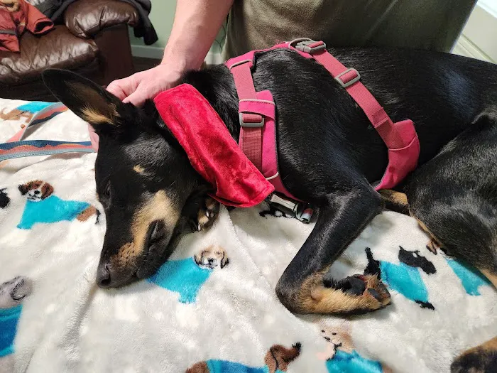 All Points Animal Care Picture 4