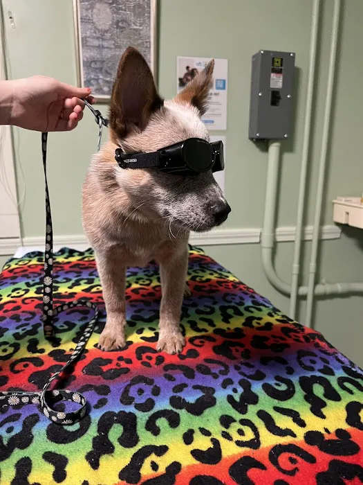 All Points Animal Care Picture 5