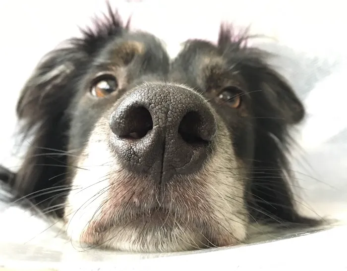 All Points Animal Care Picture 6