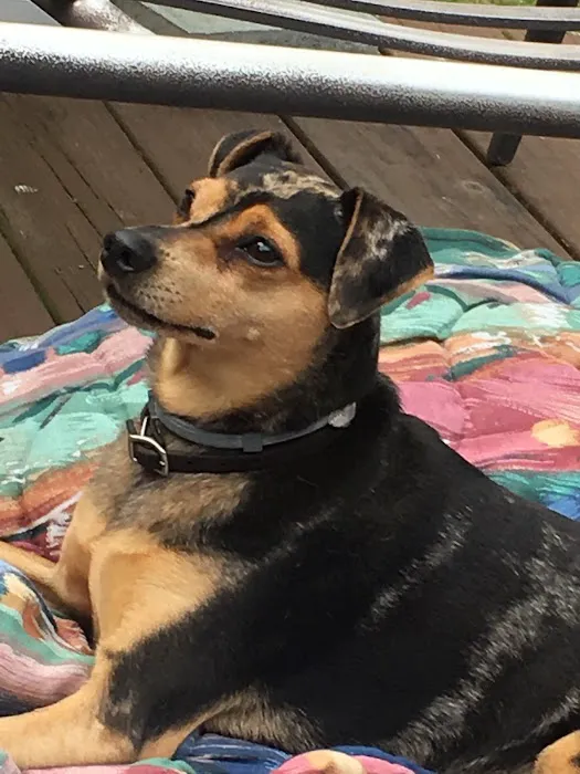 All Points Animal Care Picture 7