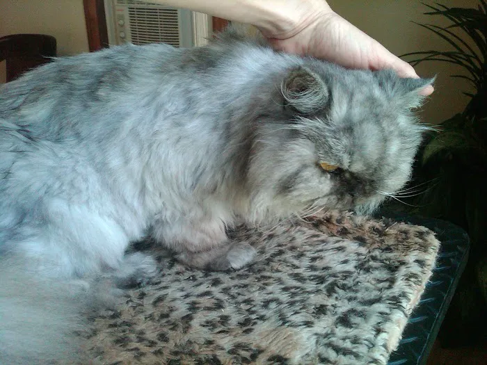 All Points Animal Care Picture 8