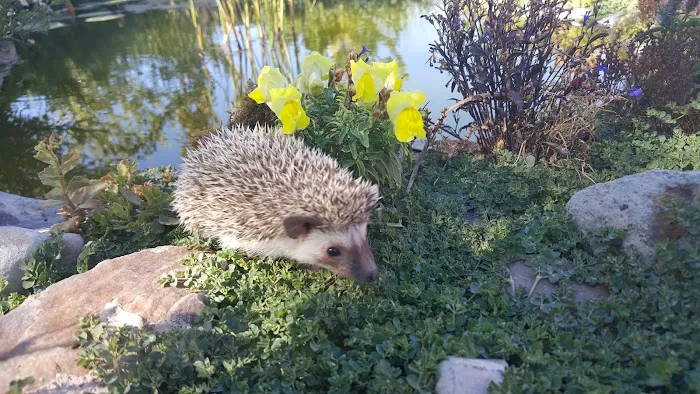 Prickle Farms Hedgehogs Picture 5