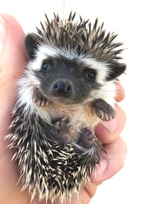 Prickle Farms Hedgehogs Picture 3