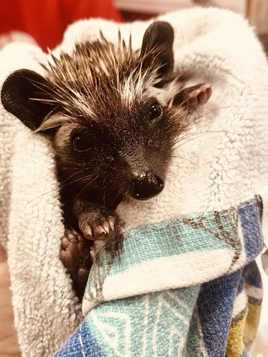 Prickle Farms Hedgehogs Picture 9