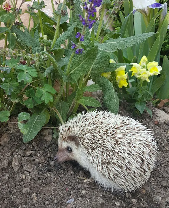 Prickle Farms Hedgehogs Picture 7