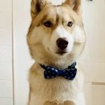 Center Rutland Animal Hospital