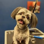 Healthy Pets Mountain West