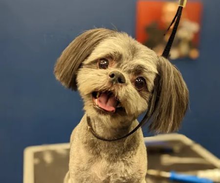 Healthy Pets Mountain West