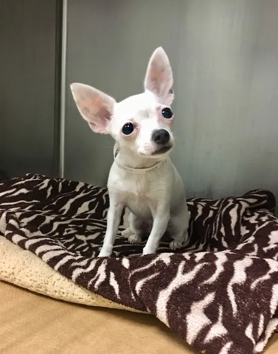 Hancock Animal Hospital Picture 1