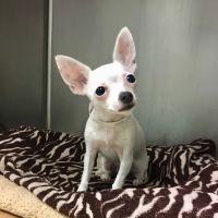 Hancock Animal Hospital ico