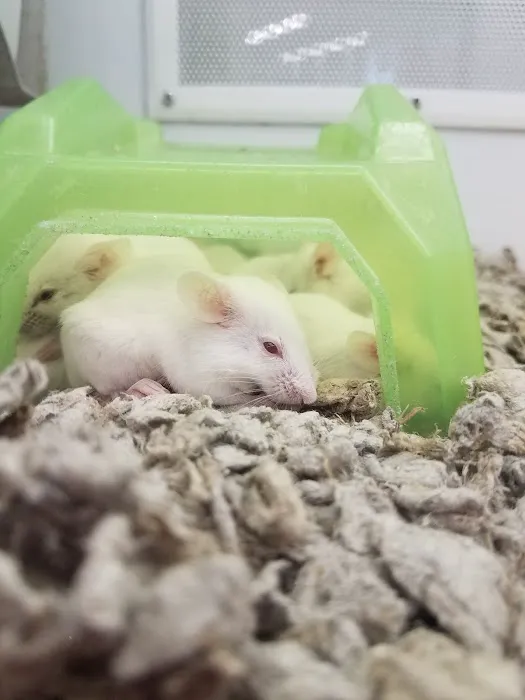 Petco Picture 4