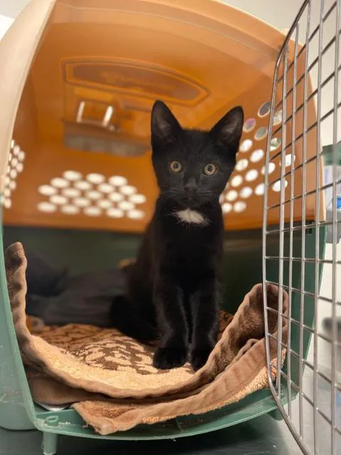Neponset Pet Center & Animal Hospital Picture 2