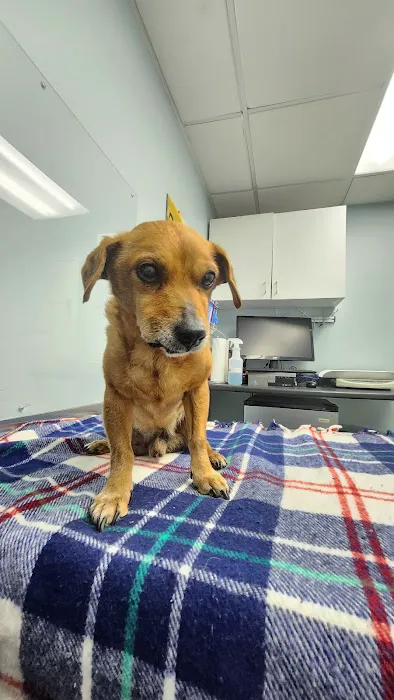 Neponset Pet Center & Animal Hospital Picture 4