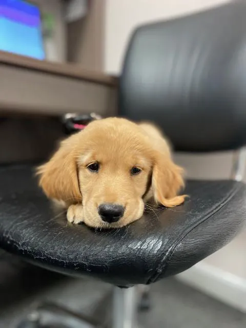 Neponset Pet Center & Animal Hospital Picture 7
