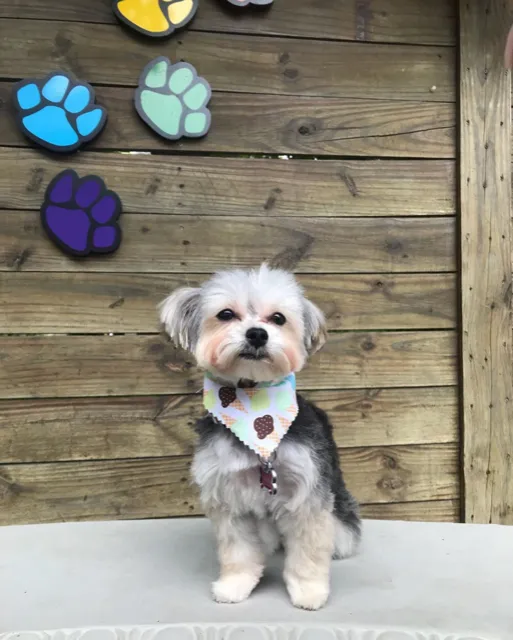 Neponset Pet Center & Animal Hospital Picture 10