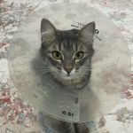 Come Together Animal Clinic