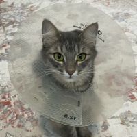 Come Together Animal Clinic ico