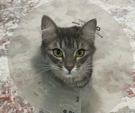 Come Together Animal Clinic