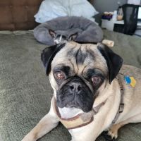 Denise's Doggone Treats ico