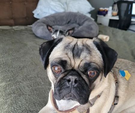 Denise's Doggone Treats