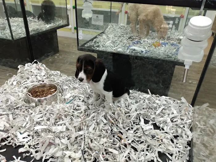 The Puppy Store Salt Lake City Picture 8