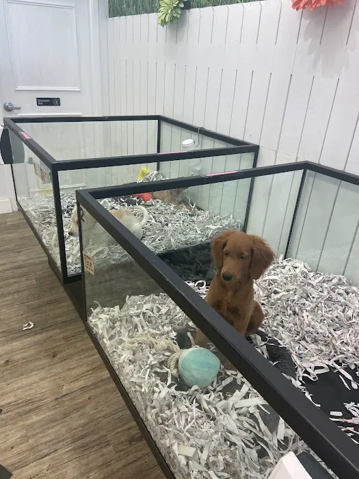 The Puppy Store Salt Lake City Picture 10